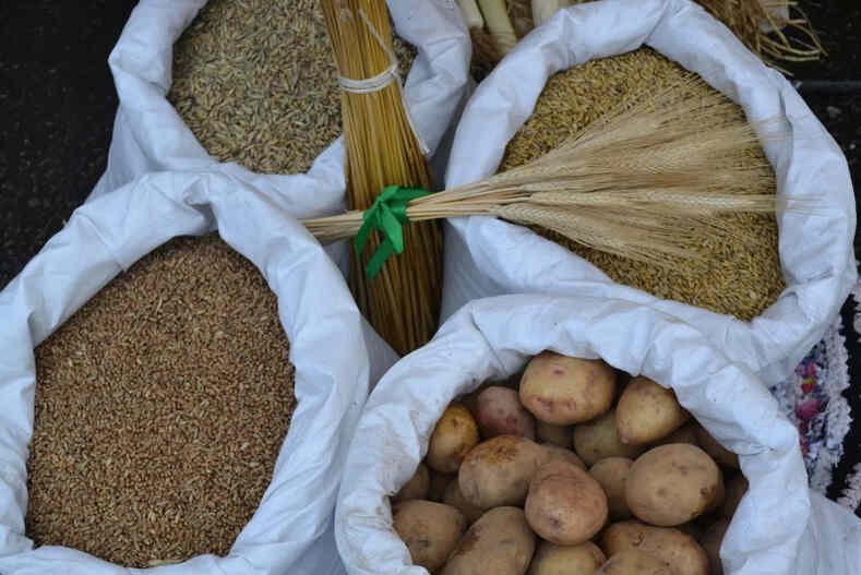 В Беларуси установлен перечень подкарантинного семенного и посадочного материала